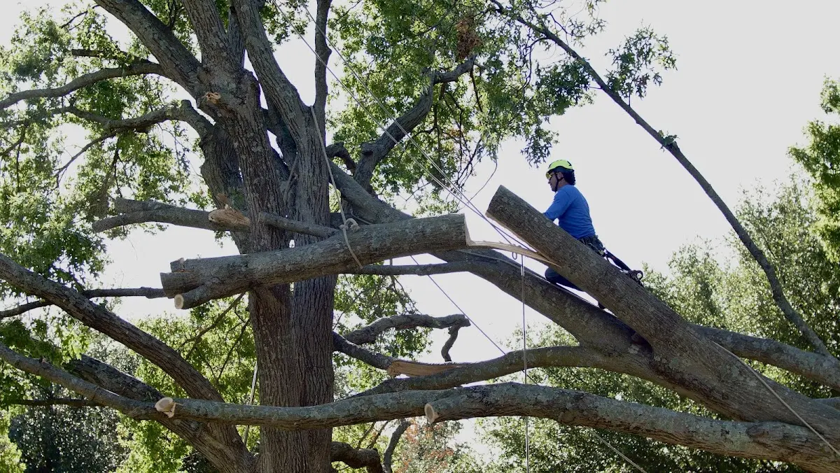 Professional Crown Thinning performed by certified arborists in Beyer