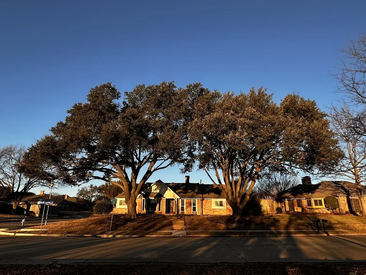 Established residential canopy tree shading a home in Beyer